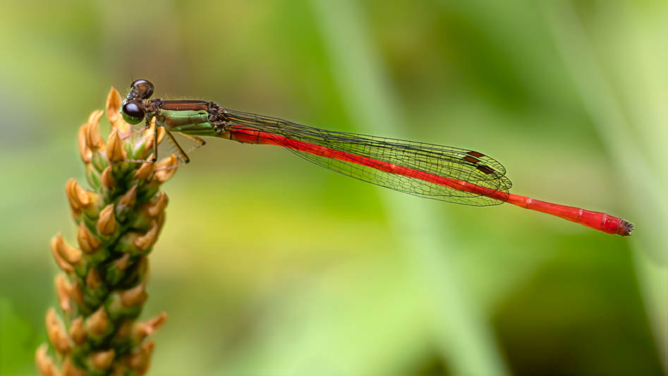 Telebasis garleppi (Montane Firetail) male-3.jpg